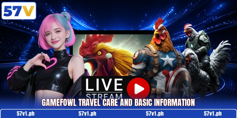 Gamefowl travel care and basic information Gamefowl travel care and basic information